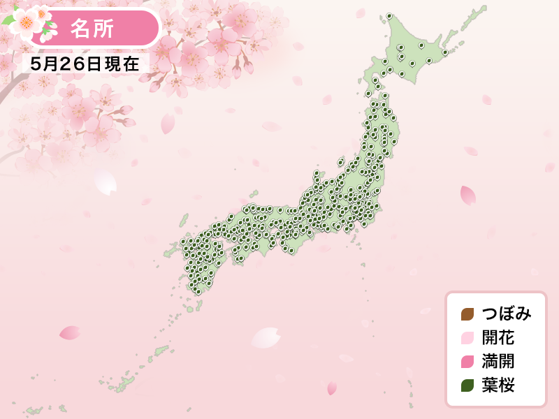 hanami voyage japon sakura cerisier en fleur