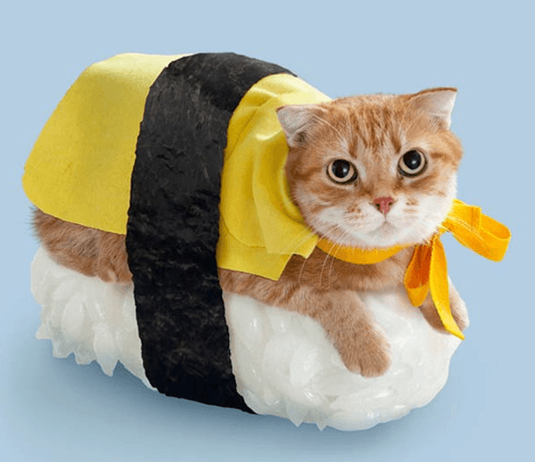 france japon chat deguise sushi neko 