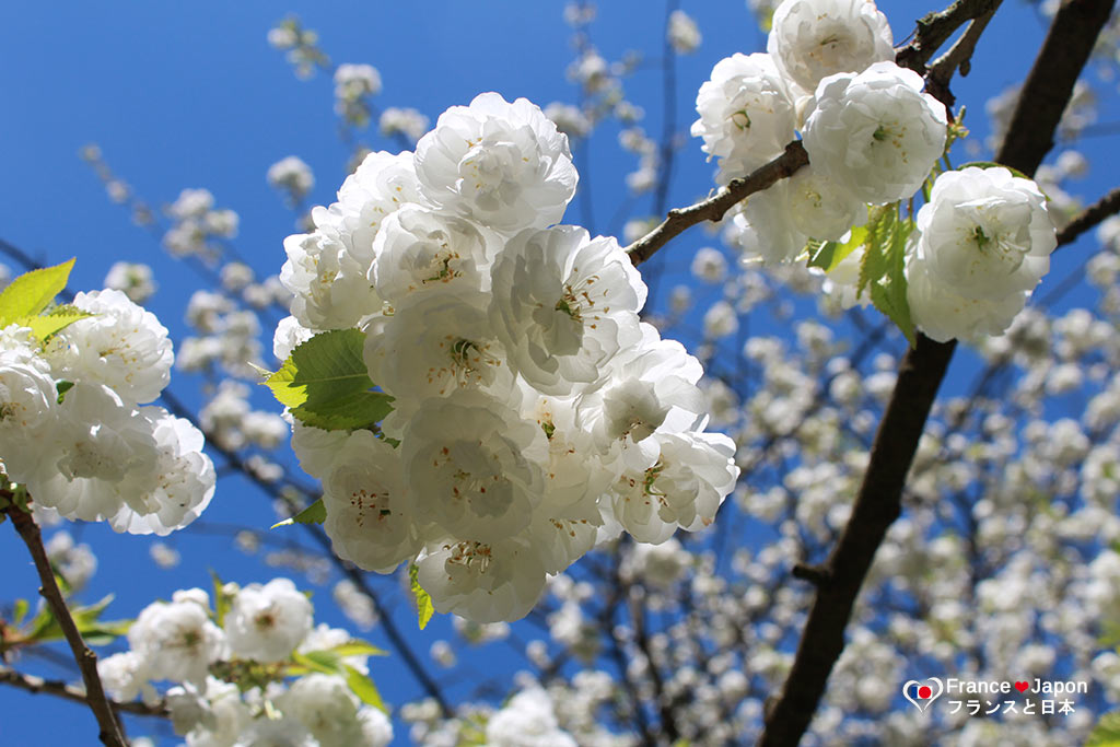 hanami cerisiers en fleur parc de Sceaux