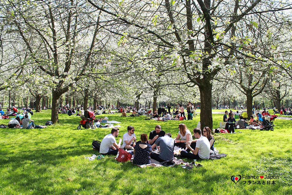 hanami cerisiers en fleur parc de Sceaux