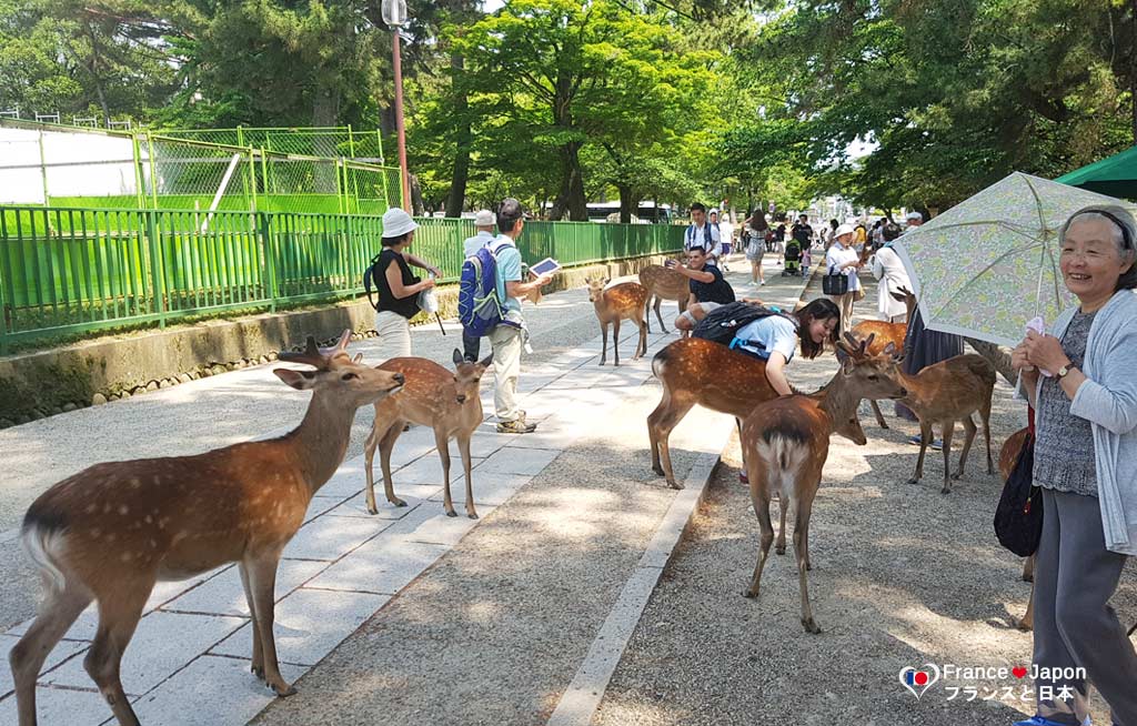 voyage japon nara visiter parc aux daims