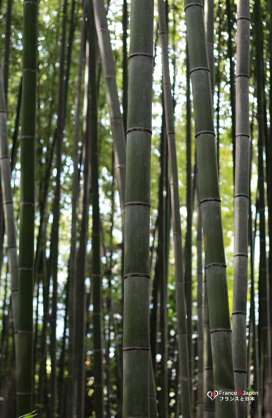 voyage japon visiter la foret bambous arashiyama kyoto
