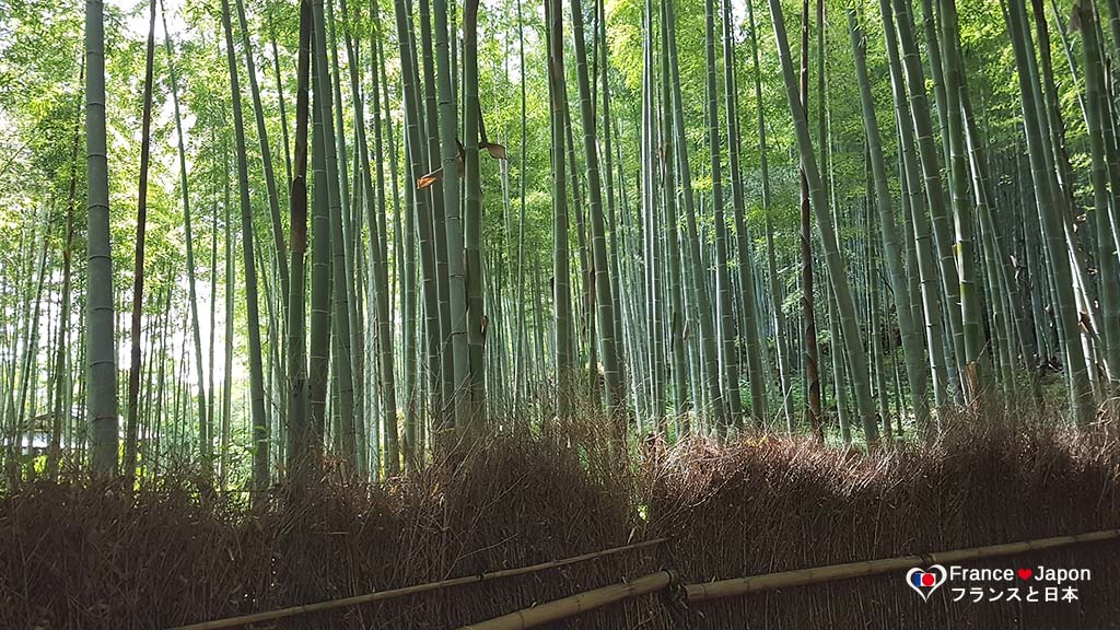 voyage-japon-visiter-la-foret-bambous-arashiyama-kyoto-2 - France Japon