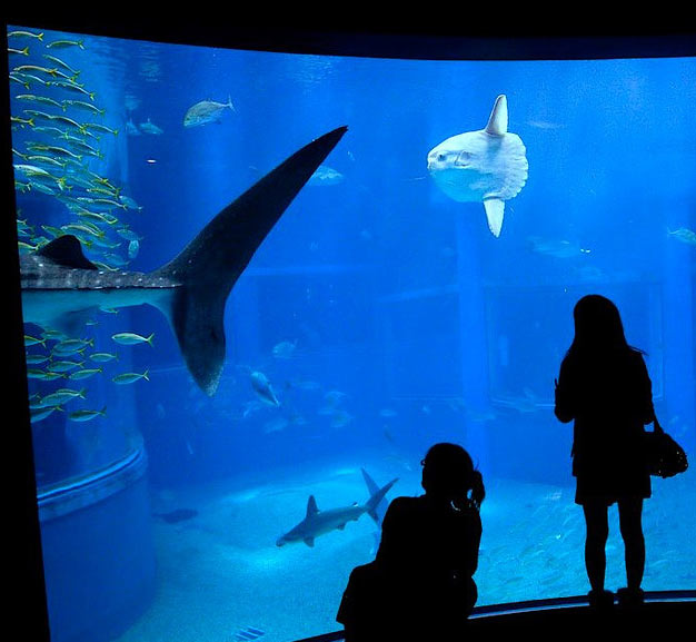 france-japon-visiter-aquarium-osaka-Kaiyukan-2 - France Japon