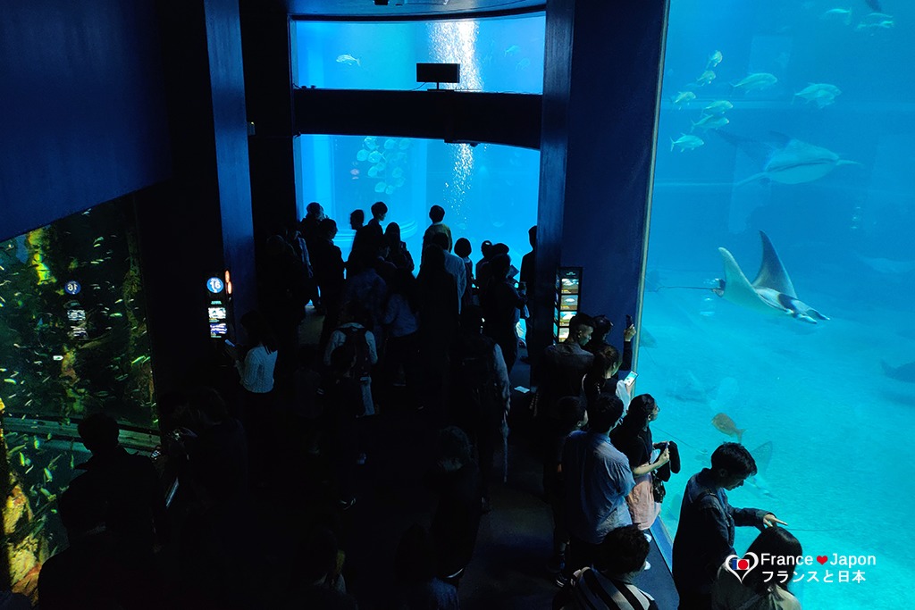 voyage japon visiter aquarium osaka kaiyukan