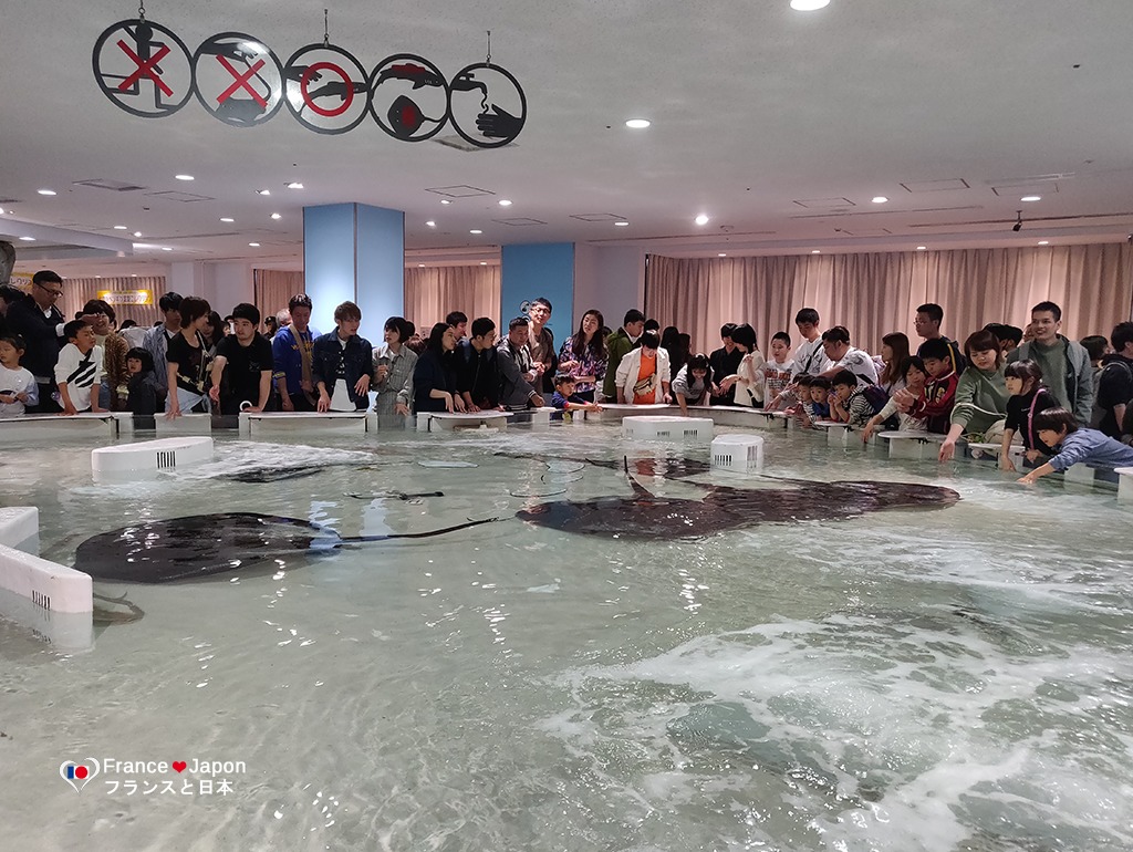 voyage japon visiter aquarium osaka kaiyukan