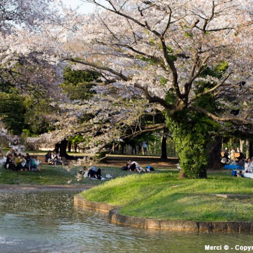 japon-tokyo-visiter-yoyogi-park-meiji-jingu-30 - France Japon