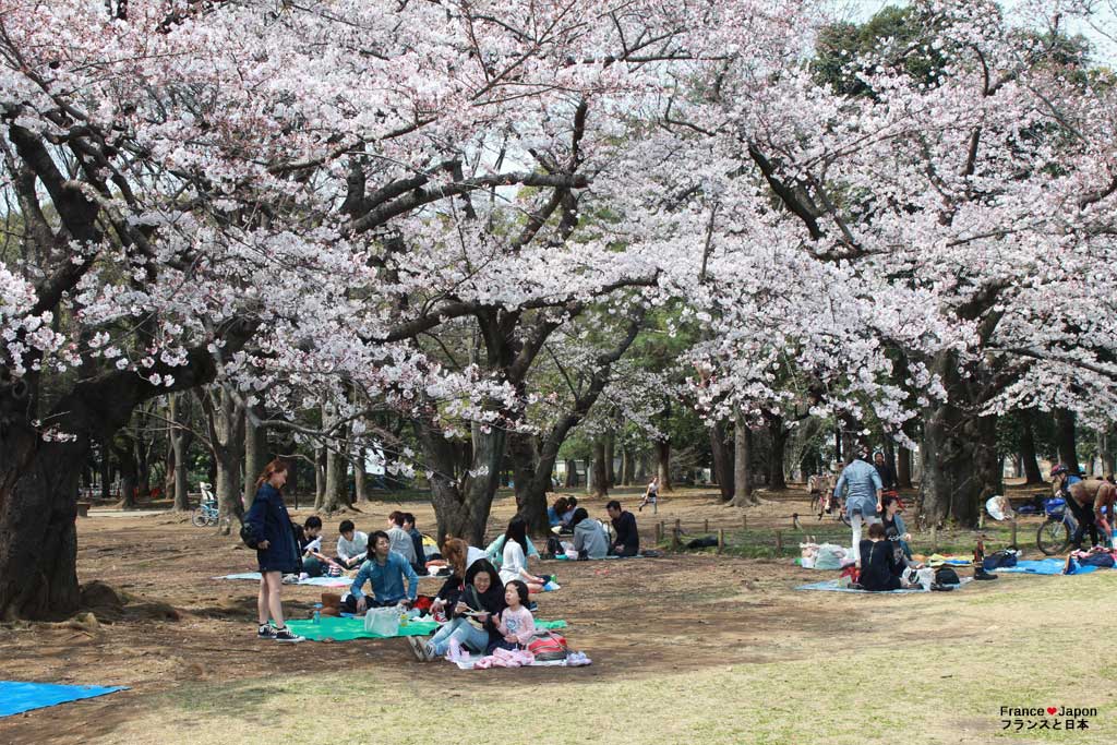 japon tokyo visiter yoyogi park meiji jingu parc Yoyogi