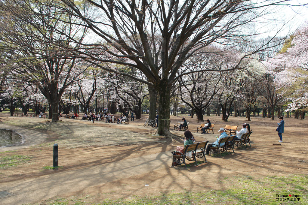 japon tokyo visiter yoyogi park meiji jingu parc Yoyogi