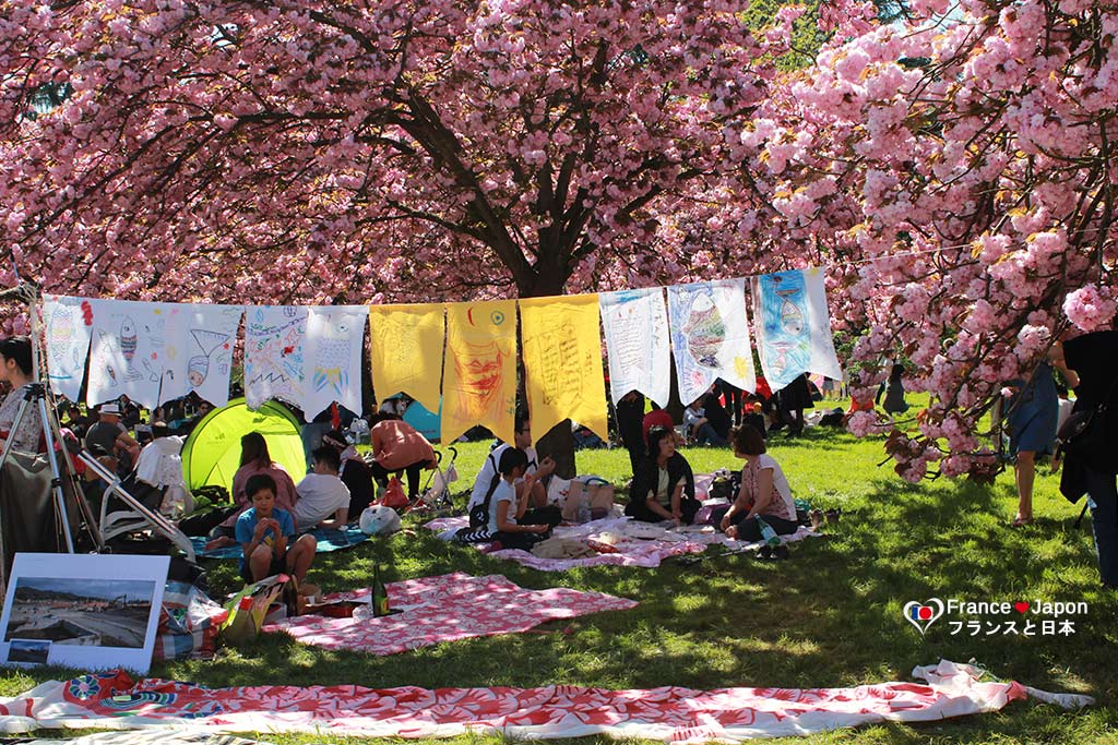 hanami-cerisier-japon-parc-sceaux-9 - France Japon