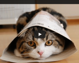 Japon : l’histoire de Maru le chat qui aimait un peu trop les boites en carton